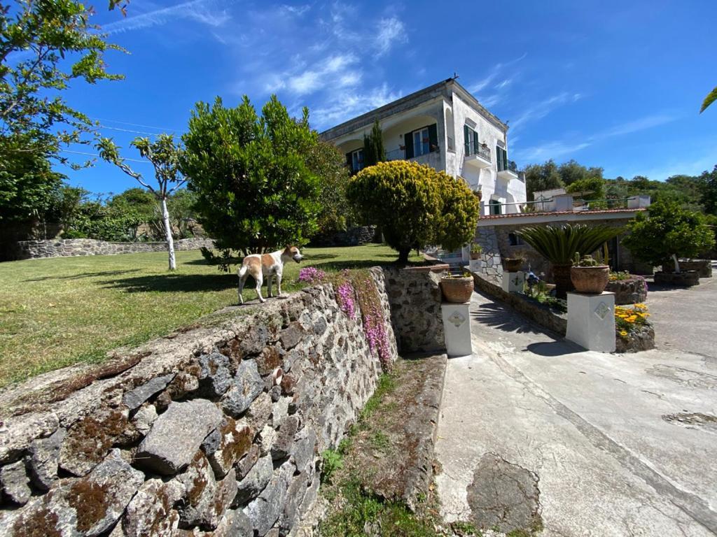 Villa Vincenzo Di Meglio Barano d'Ischia Exterior photo